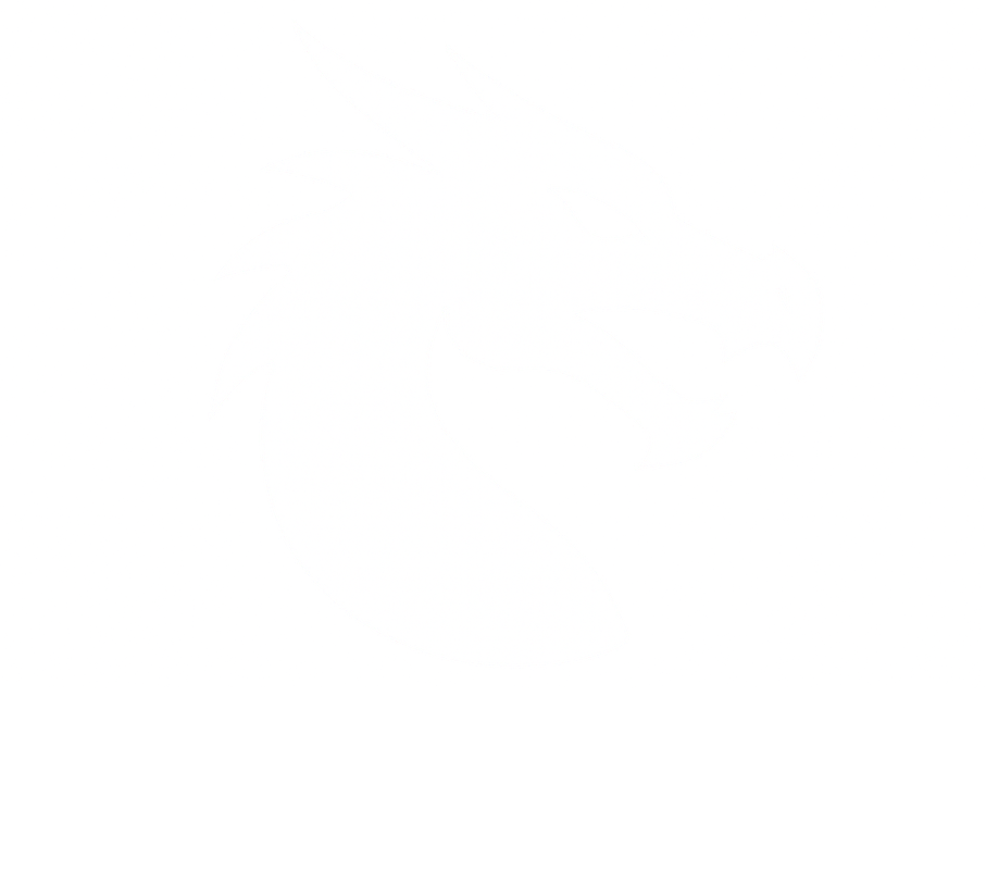 DragonCart